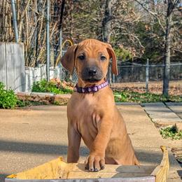 Girl 3 - Rd whtn blk nose female Rhodesian Ridgeback puppy in Fort Leonard Wood, Missouri from Sans Peur Ridgebacks