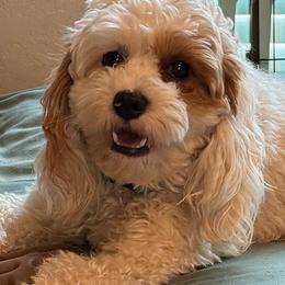 Oliver (Ollie) - Cream male Cavapoo puppy in Ocala, Florida from Ray of Sunshine Spaniels LLC