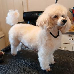 Poodle puppies from Precious Poodle Babies