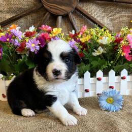 Rowan - Black tri male Miniature American Shepherd puppy in Cowlitz County, Washington from Pleasant Woods Miniature American Shepherds
