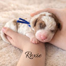 Rexie - Brown male Whoodle puppy in Knoxville, Tennessee from Fleury Farm Doodles TN