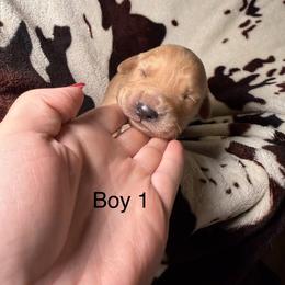 Boy 1 - Golden male Golden Retriever puppy in Sevierville, Tennessee from Renko Kennel