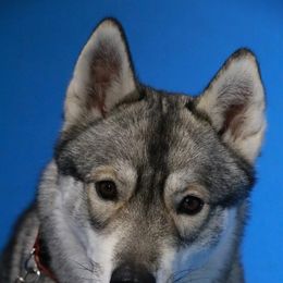 Siberian Husky puppies from Grove’s Siberian Huskies