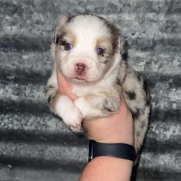 Rubble - Red merle male Miniature Australian Shepherd puppy in Liberty, Mississippi from Liberty Oaks Aussies and Dachshunds