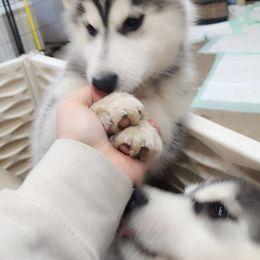 Siberian Husky Puppies from Spirit of the Moon Siberians