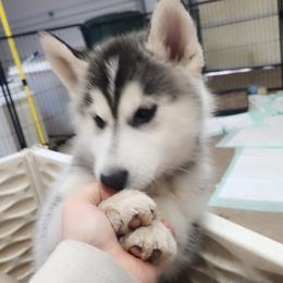 Siberian Husky Puppies from Spirit of the Moon Siberians