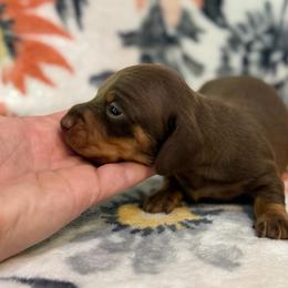 Tod - Chocolate and tan male Dachshund puppy in Hope, Arkansas from JK Kennel