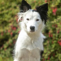 Border Collies from Croisan Creek Border Collies
