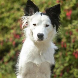 Border Collies from Croisan Creek Border Collies