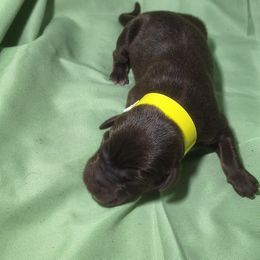Solace (Yellow) - Chocolate female Labrador Retriever puppy in Waco, Texas from Ancient Dogges Performance Dogs