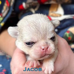 Jacob - White male Pug puppy in Morgantown, West Virginia from Groovy Pugs