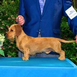 Dachshunds from Lea's Miniature Wirehaired Dachshunds