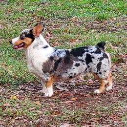 Magnolia - American Corgi