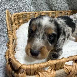 Elvis - Dapple male Dachshund puppy in Mansfield, Missouri from Owens Farm