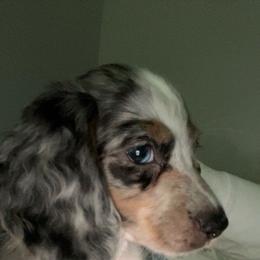 Dachshund Puppies from Ruff Patch Doxie Den