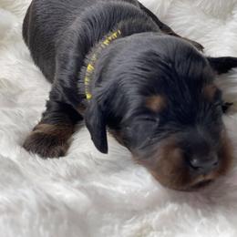 Dachshund Puppies from Hart Dachshunds