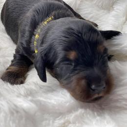 Dachshund Puppies from Hart Dachshunds