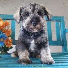 Miniature Schnauzers from Triple M