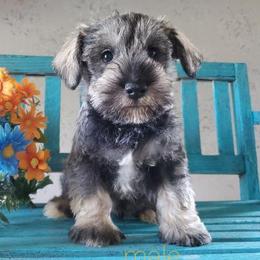 Miniature Schnauzers from Triple M