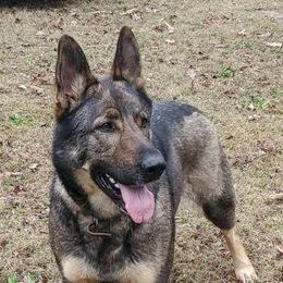 Vaida - German Shepherd