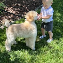 Poodle Puppies from Aura & Luxe Poodles