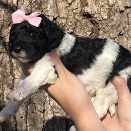 Goldendoodle Puppies from Harrington Doodles