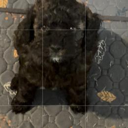 Assorted Doodle Crosses Puppies from Austin’s Mini Golden Doodles