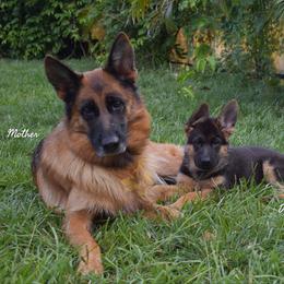 German Shepherd Puppies from AceHaven Canines