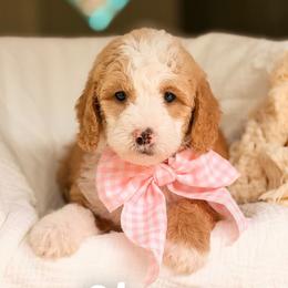 Cheer - Red  female Goldendoodle puppy in Hartwell, Georgia from BellaDoodles