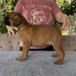 Navy Collar N - Fawn male Cane Corso puppy in Paris, Texas from Knucklehead Cane Corso
