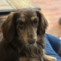 Aimee - Dachshund