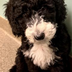 Kai - male Australian Mountain Doodle puppy in Sherrills Ford, North Carolina from Magnolia Grove Farms