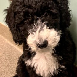 Kai - male Australian Mountain Doodle puppy in Sherrills Ford, North Carolina from Magnolia Grove Farms