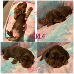 Girl 4 - Chocolate and tan female Dachshund puppy in Rushsylvania, Ohio from DNP Doxies