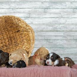 Bernedoodle Puppies from Eastside Paws LLC
