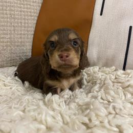 Bennie - Chocolate and cream male Dachshund puppy in Fort Gibson, Oklahoma from Cooper’s Dachshunds