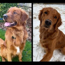Golden Retriever puppies from Joyfully Golden