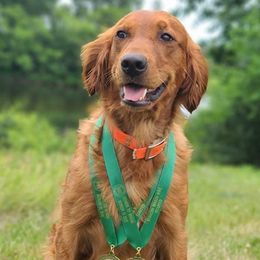 FAITH - Golden Retriever