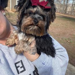 Quinn - Yorkshire Terrier