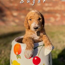 Goldendoodle Puppies from ENC Goldendoodles