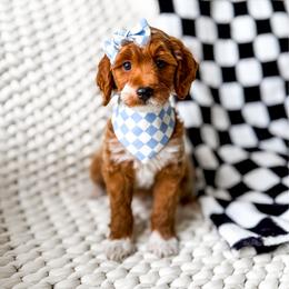 Nami - Red  female Goldendoodle puppy in Springville, Utah from Happy Doodle