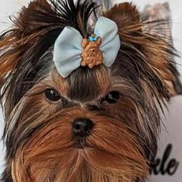 Hassan - Yorkshire Terrier
