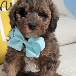 Clause - Merle male Goldendoodle puppy in Cherry Tree, Pennsylvania from Plum Creek Acres Next Generation