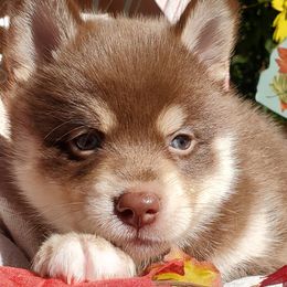 Boy 5 - Brown and white Siberian Husky puppy in Gloucester, Virginia from Roaring Springs Pomsky