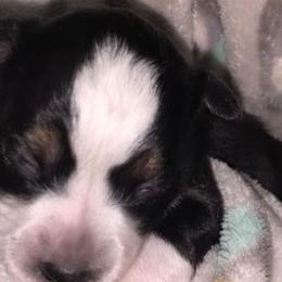 Miniature Australian Shepherds and Toy Australian Shepherds from Cockburn’s Toy and Mini Australian Shepherds