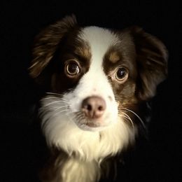 Jewels - Miniature Australian Shepherd