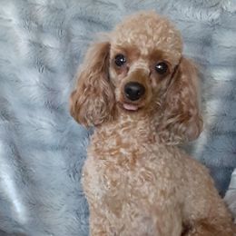 Lady - Poodle