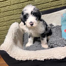 Topaz - Blue merle male Bernedoodle puppy in Carmichaels, Pennsylvania from JensenBelle Doodles