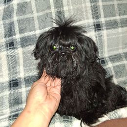 Girl 4 - Black female Shih Tzu puppy in Birmingham, Alabama from K&D kennels