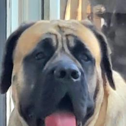 Giselle - Mastiff